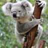 Koalabear