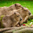 crazycapybaras